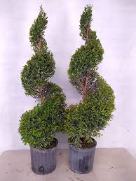 Image result for Eugenia