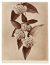 Image result for Rogiera cordata