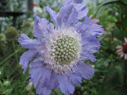 Scabiosa Flowers Perennial Scabiosa Flowers Flowers Perennials Pretty Names
