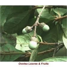 Image result for Ocotea kenyensis