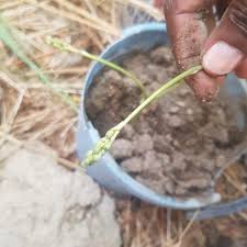 Image result for Dipcadi longifolium