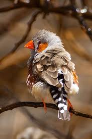 Birds That Start With F Zebra Finch Birds Zebra Finch Colorful Birds