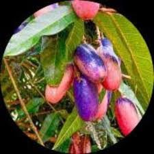 Image result for Pachylobus