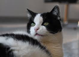 Cats pant when they're hot, but they also cool themselves by licking their fur and — sensibly— seeking out cool, dark places to rest when the temperature gets to be a bit much for them. Cat Panting Why It Happens And What To Do About It Petmd