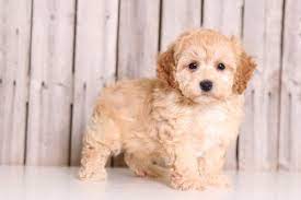 Poo-ton Puppy For Sale In Mount Vernon Oh Adn-31040 On Puppyfindercom Gender Male Age 8 Weeks Old Puppies For Sale Puppies Mount Vernon