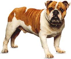Discover images and videos about bulldogs from all over the world on we heart it. Bulldog Description Breeding Facts Britannica