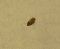 Die pflicht zum sorgfältigen gebrauch der mietsache gilt nicht nur für die hygiene. Was Sind Das Fur Insekten Schadlinge In Meiner Wohnung Tiere