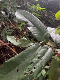 Image result for Pycnanthus