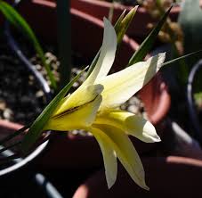 Image result for Gladiolus trichonemifolius