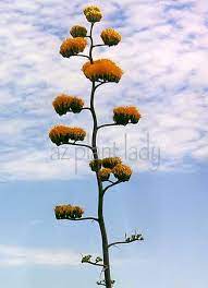 Maybe you would like to learn more about one of these? Flowering Stalk Flowering Once In A Lifetime Azplantlady Com