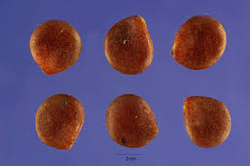 Image result for Solanum mammosum