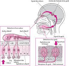 =/ voila je suis tombé sur ce sujet et j ai moi aussi cette odeur bizarre dans le nez avec mal de crane. Presentation Des Troubles De L Odorat Et Du Gout Troubles Du Nez De La Gorge Et De L Oreille Manuels Msd Pour Le Grand Public