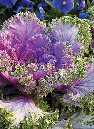 Cool weather crops are plants which grow best in cooler temperatures. 8 Cool Weather Plants Garden Gate