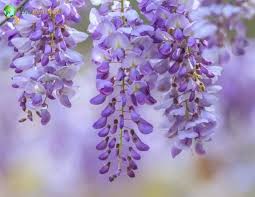 Image result for Wisteria