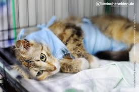 Diese symptome können in manchen fällen auch erst stunden nach der verletzung auftreten! Katze Unter Schock Nach Unfall Oder Autounfall Tierischehelden
