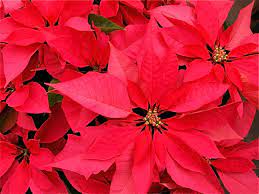 Christmas cactus is a very popular plant during the winter holiday season. Twelve Christmas Or Holiday Plants Poisonous And Safe Dengarden