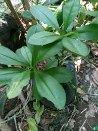 Jual tanaman hias terbaru, monstera langka bolong unik,duda bolong dengan harga rp25.000 dari toko online desa tanaman dan herbal, kota tangerang selatan. Pusat Jual Bibit Tanaman Hias Langka Dan Obat Herbal Home Facebook