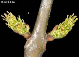 Image result for Landolphia foretiana