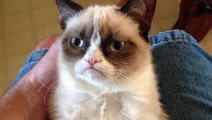 Grumpy-looking cat goes viral, cheers millions