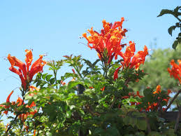 Image result for Tecoma capensis