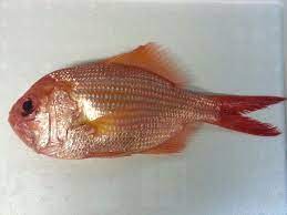 New Zealand Deep Ocean Red Snapper Red Snapper Fish Pet Jewel Of The Seas