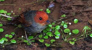 Image result for Dolichos pseudocajanus