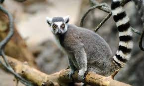 Ring Tailed Lemur Monkey Facts For Kids Lemur Franklin Park Zoo Fun Facts About Animals