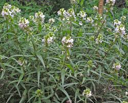 Image result for Ptaeroxylaceae