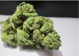 Bruce Lee OG Marijuana Strain Information & Reviews