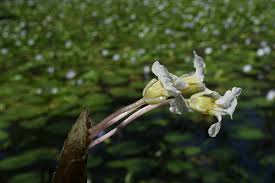 Image result for Ottelia fischeri