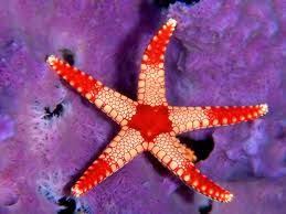 Pin On Starfishing