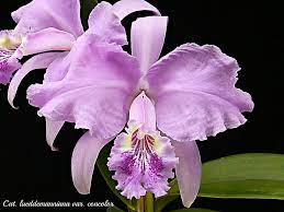 Cattleya Lueddemanniana Var Concolor Antonio Orchid Flower Beautiful Orchids Cattleya