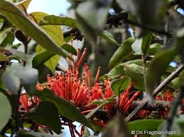 Image result for Phragmanthera capitata