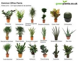 I Thought It Might Be Useful To Simply Display Thumbnail Photos Of Some Of The Most Common Tropical Office Plant Best Office Plants Plants Indoor Office Plants