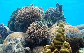 Check spelling or type a new query. How Do Coral Reefs Form Teachers U S National Park Service
