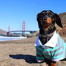 Sanfranciscofeelings Crusoe The Celebrity Dachshund Dachshund Weiner Dog