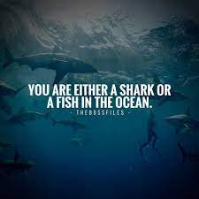 200 Of The Greatest Instagram Quotes About Success Inspirational Quotes Pictures Instagram Quotes Shark Quotes