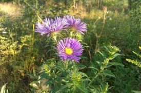 Image result for Aster chimanimaniensis