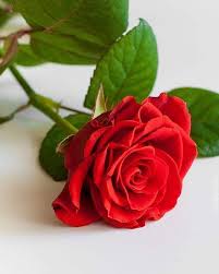 Pin By My Anh On I Miss You In 2020 Beautiful Rose Flowers Luxury Flowers Amazing Flowers