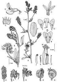 Image result for Medicago laciniata