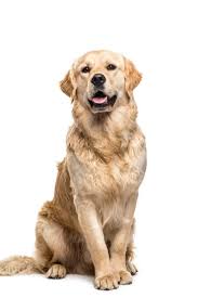 Golden Retriever Dog Sitting And Panting Isolated Goldenretriever Golden Retriever Dogs Golden Retriever Retriever