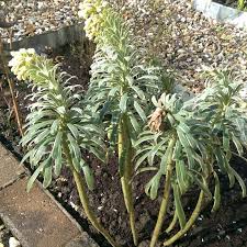 Maybe you would like to learn more about one of these? Euphorbia Characias Wilcott Syn Euphorbia Characias Silver Swan Euphorbia Characias White Swan Mediterranean Spurge Silver Swan Uploaded By Tonyf