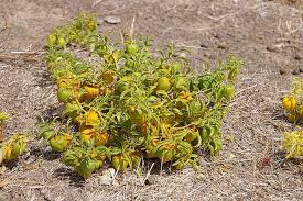 Image result for Physalis viscosa