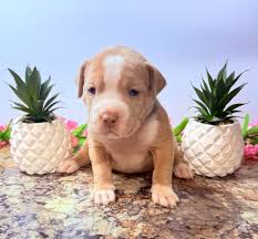 Going to hit you all with the Kennel of the week, which is Bully Pride  Productions. This is bigger then just a kennel they do it as a family.  Breeder, show handlers,