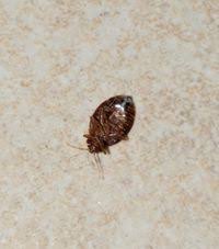 Image result for Cimex Lectularius L