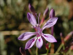 Image result for Afrosolen sandersonii