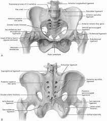 There are many organs that sit in the pelvis, including much of the urinary system, and lots of the male or female reproductive systems. Hip And Pelvis Musculoskeletal Key