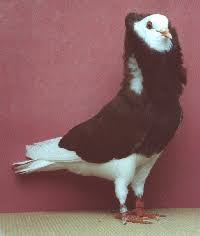 Guvercin Betta Pet