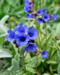 Check spelling or type a new query. I D Rather Be Blue 10 Blue Perennials For Your Garden Enchanted Gardens