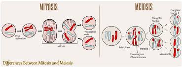 Interphase and the mitotic (m) phase (including mitosis and cytokinesis). 16 Differences Between Mitosis And Meiosis Mitosis Vs Meiosis